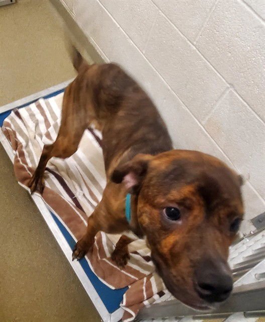 FLINT - Boxer available for adoption