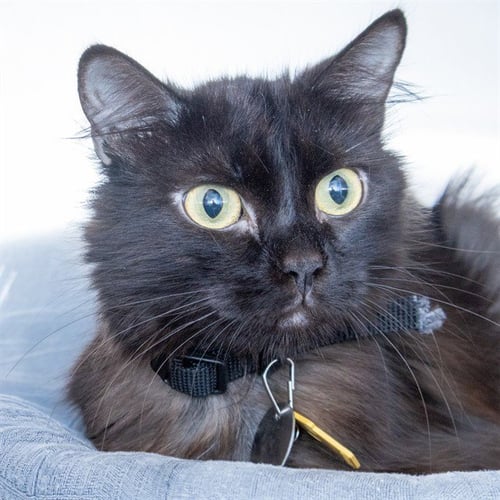 RAPTOR - Domestic Long Hair available for adoption