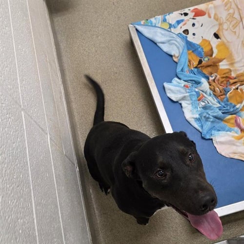 CYPRESS - Labrador Retriever available for adoption