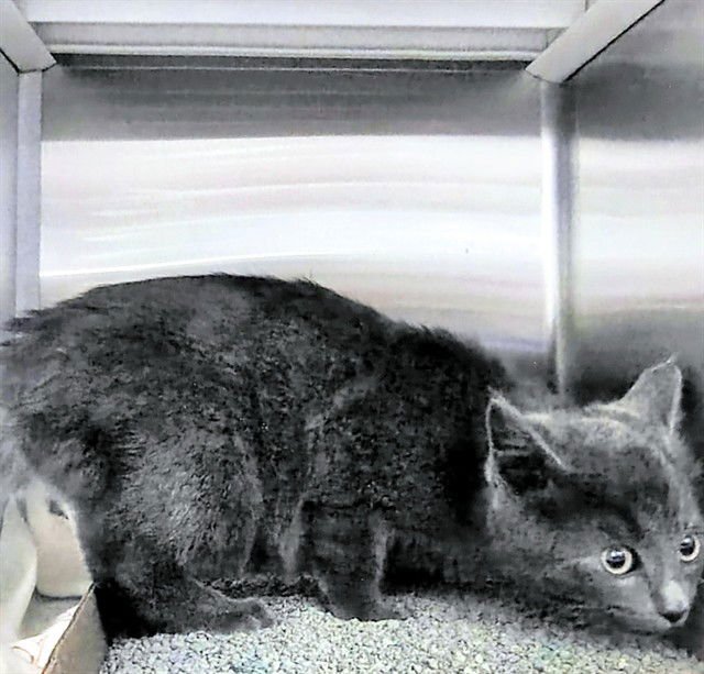 UDON - Domestic Short Hair available for adoption