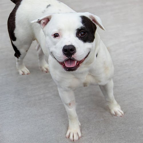JANEWAY - Pit Bull Terrier available for adoption