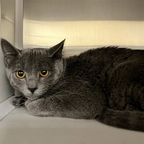 KRYSTAL - Domestic Short Hair available for adoption