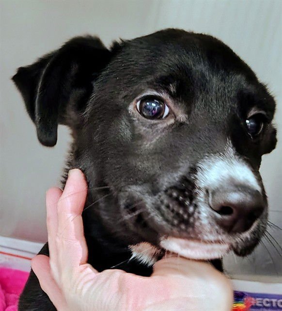 PING PONG - Labrador Retriever available for adoption