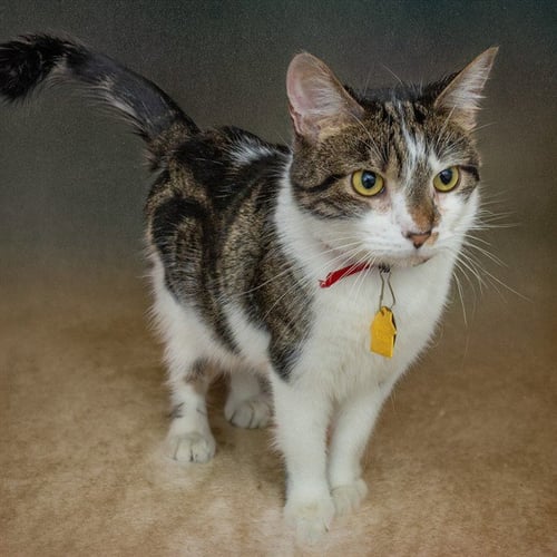 BLAZE - Domestic Medium Hair for adoption in St. Louis