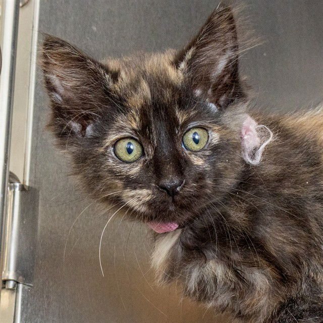 MOONLIGHT - Domestic Short Hair available for adoption