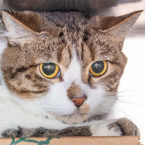 ICIS - Domestic Short Hair available for adoption