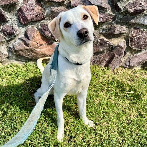 DASANI - Labrador Retriever available for adoption
