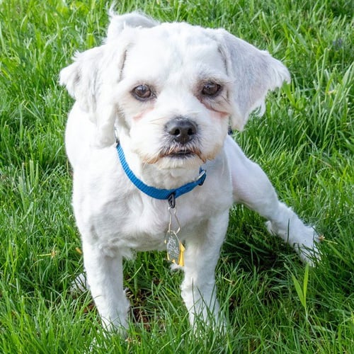 STYX - Havanese available for adoption