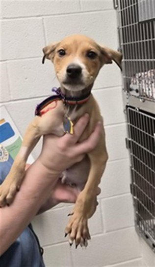 SNAPDRAGON - Siberian Husky / Doberman Pinscher available for adoption