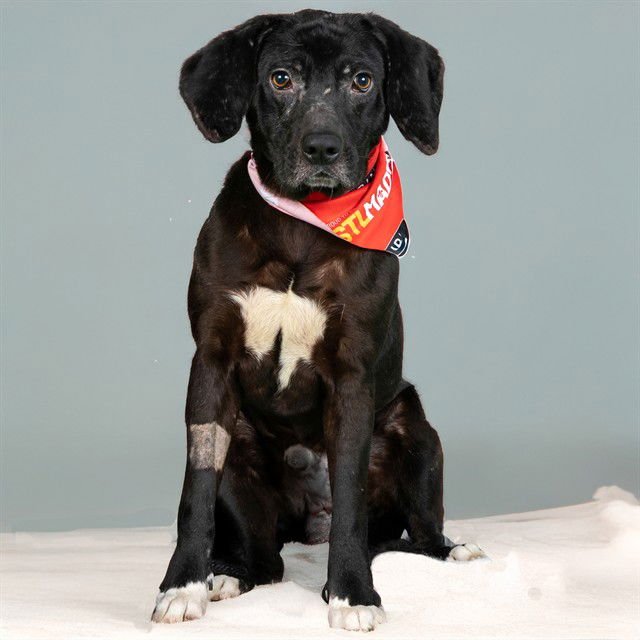 SAM - Labrador Retriever / Australian Shepherd available for adoption
