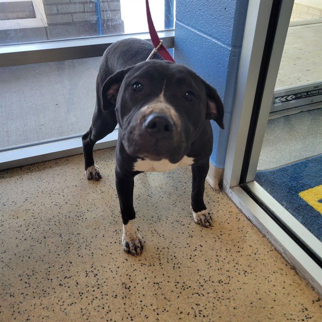PENNE - Pit Bull Terrier available for adoption
