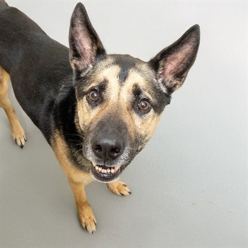 DEXTER - German Shepherd Dog available for adoption