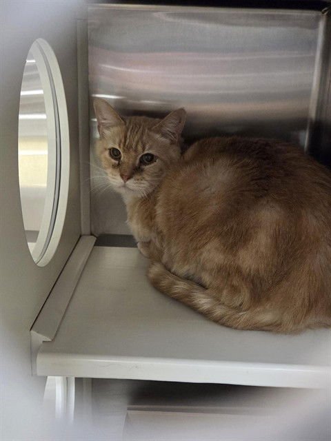 TOAST - Domestic Short Hair available for adoption