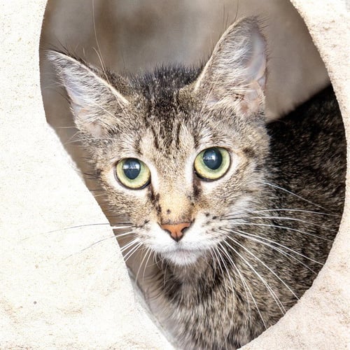 FARRAH - Domestic Short Hair available for adoption