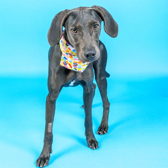 REUBEN - Labrador Retriever available for adoption