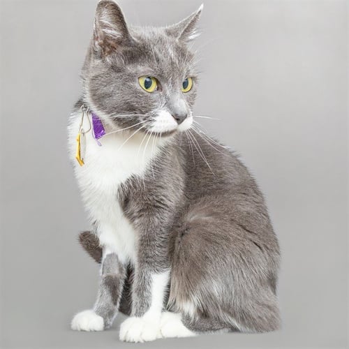 LIGHT FURY - Domestic Short Hair available for adoption
