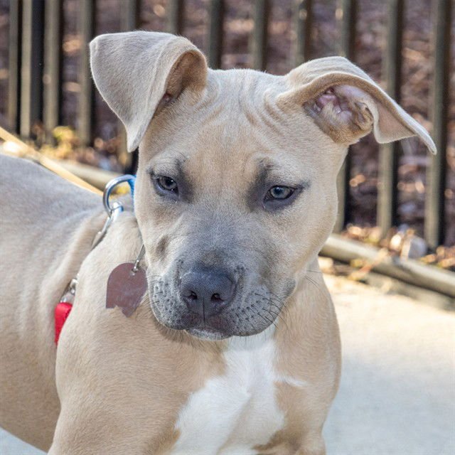 MINNIE - Pit Bull Terrier available for adoption