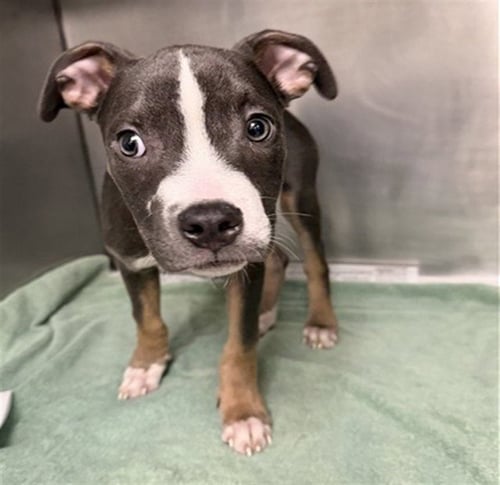 BERT - Pit Bull Terrier available for adoption