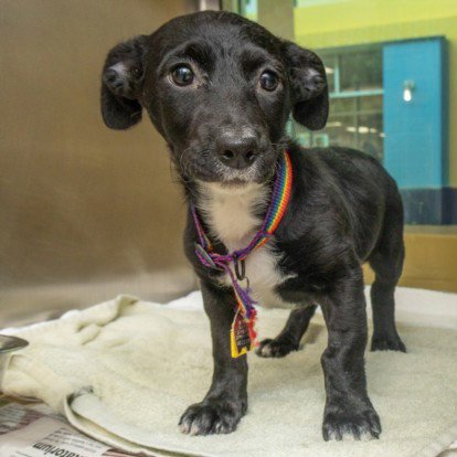 BETTY BOOP - Dachshund available for adoption