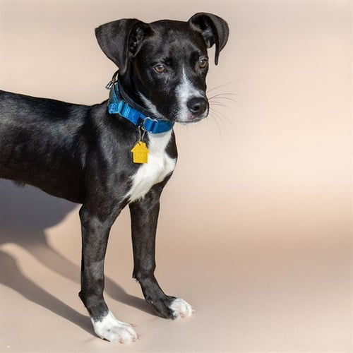 LADLE - Pit Bull Terrier available for adoption