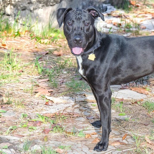 MIDNIGHT - Labrador Retriever / Pit Bull Terrier available for adoption