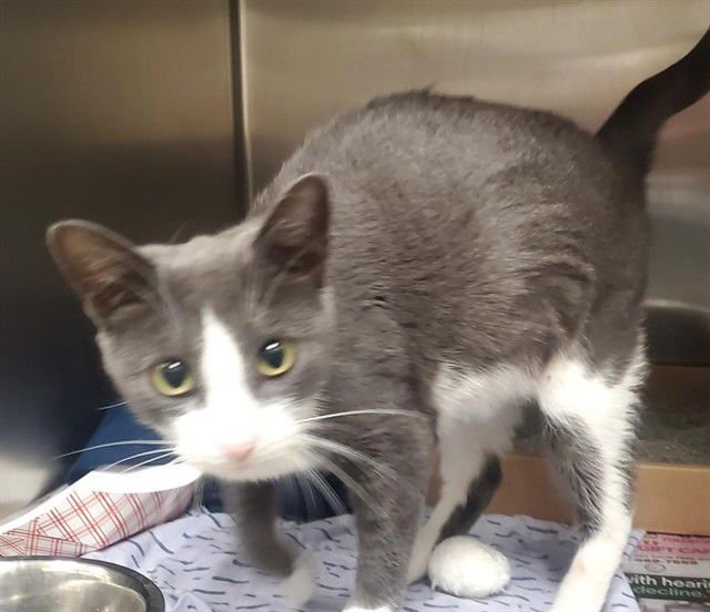 TZEITEL - Domestic Short Hair available for adoption