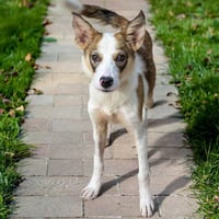 BOB - Photo 1