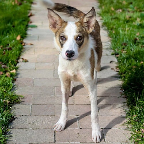 BOB - Australian Cattle Dog/Blue Heeler / Beagle available for adoption