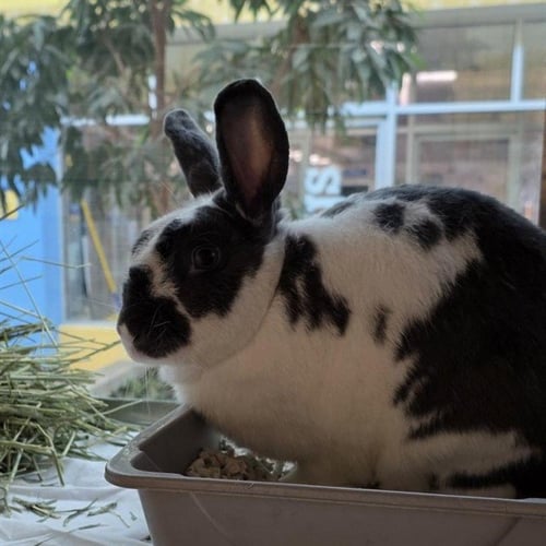 MICK - Shorthaired Rabbit available for adoption