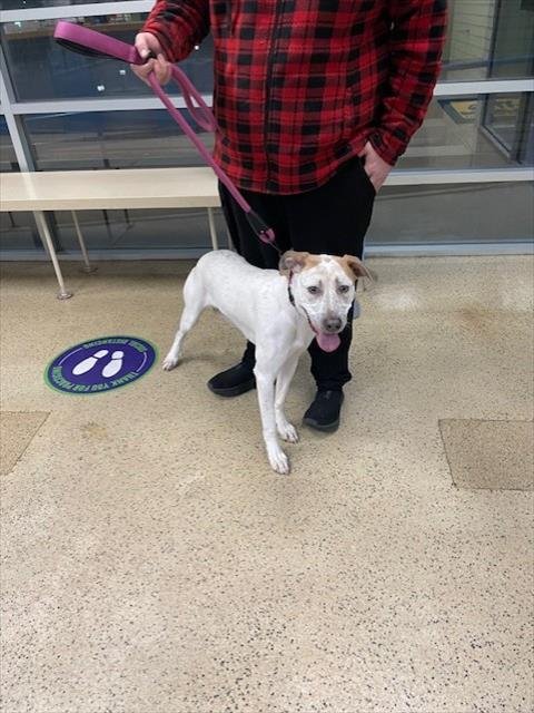 BAILEY - Labrador Retriever / Pointer available for adoption