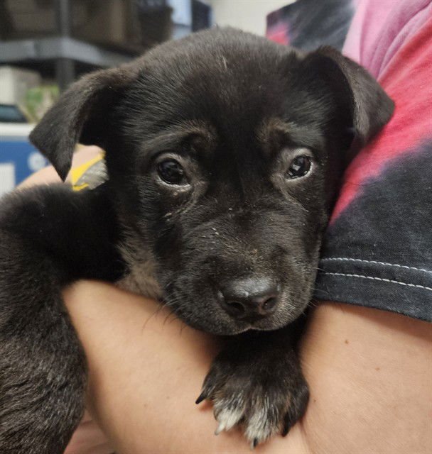 DOTTIE - Chinese Shar-Pei available for adoption