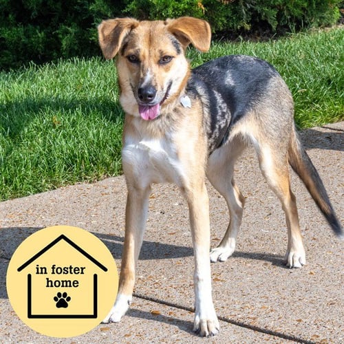 RAMONA - German Shepherd Dog / Australian Cattle Dog/Blue Heeler available for adoption