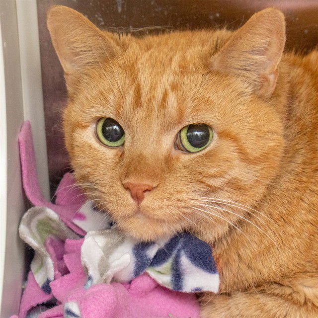 NALA - Domestic Short Hair available for adoption