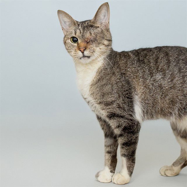 FARAH - Domestic Short Hair available for adoption