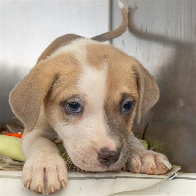 JOHNNY - Akita available for adoption