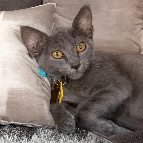 AUGUST - Domestic Short Hair available for adoption