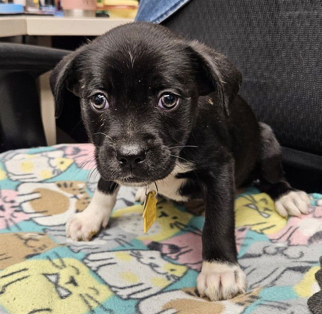 POLLY - Labrador Retriever / Pit Bull Terrier available for adoption