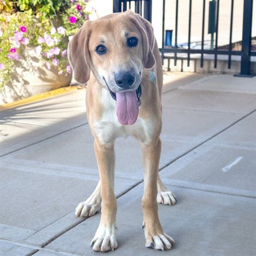 BOONE - Great Pyrenees / Labrador Retriever available for adoption