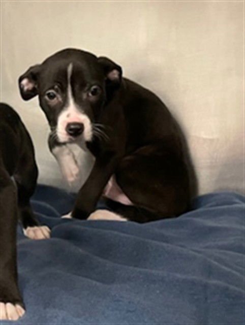 PLUTO - Pit Bull Terrier available for adoption