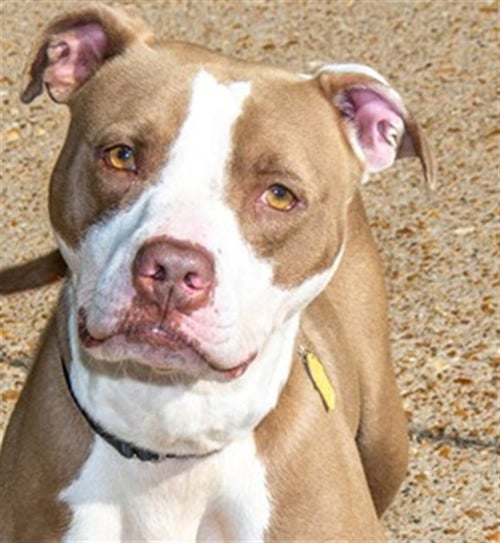 HAZEL - Pit Bull Terrier available for adoption