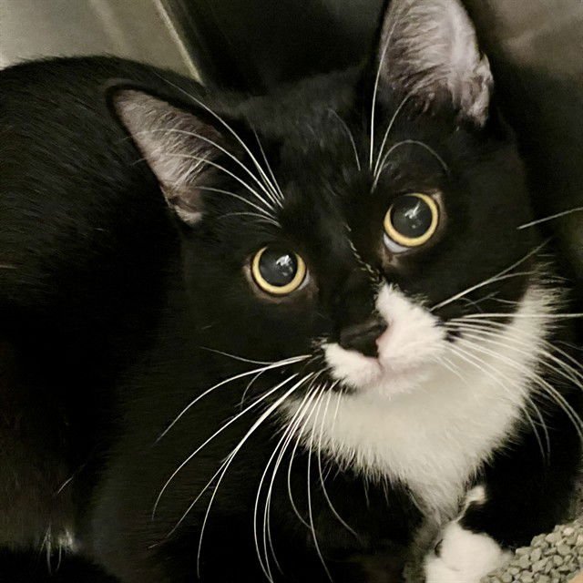 WHAM - Domestic Short Hair available for adoption