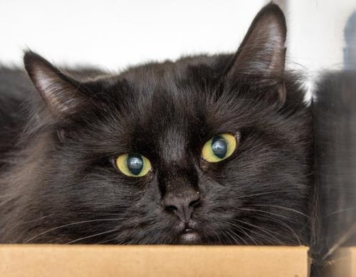 RAVEN - Domestic Long Hair available for adoption