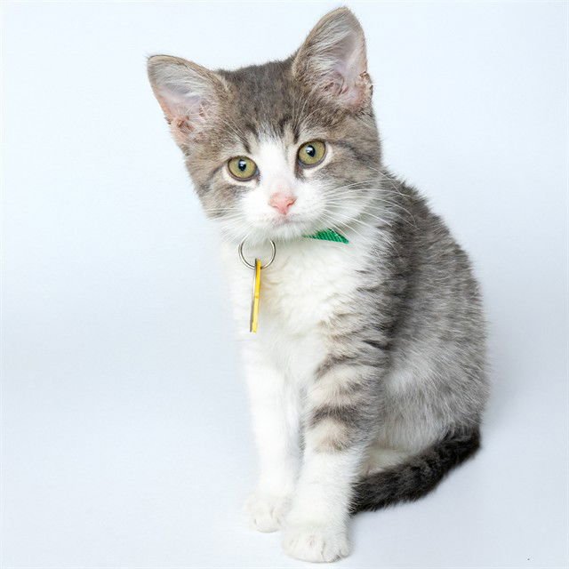 SUSHI - Domestic Short Hair available for adoption