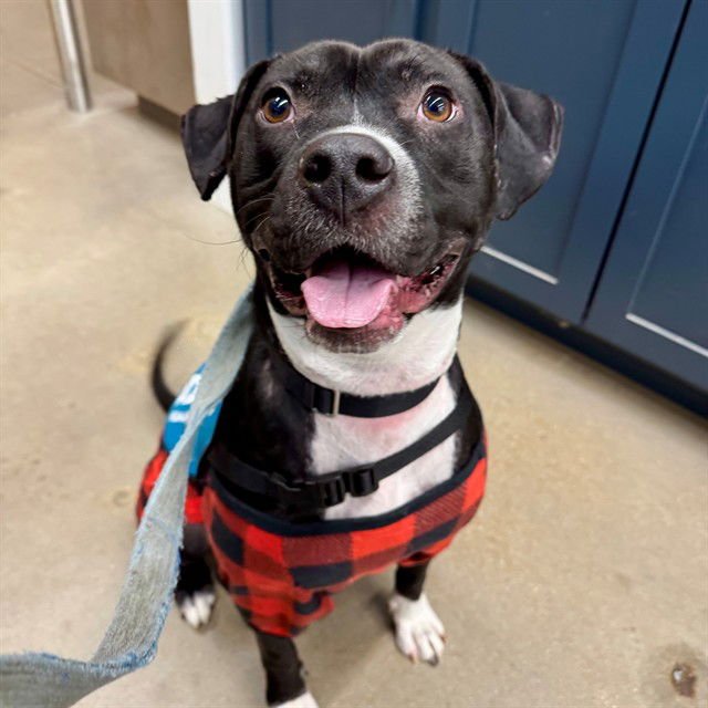 TUX - Pit Bull Terrier available for adoption