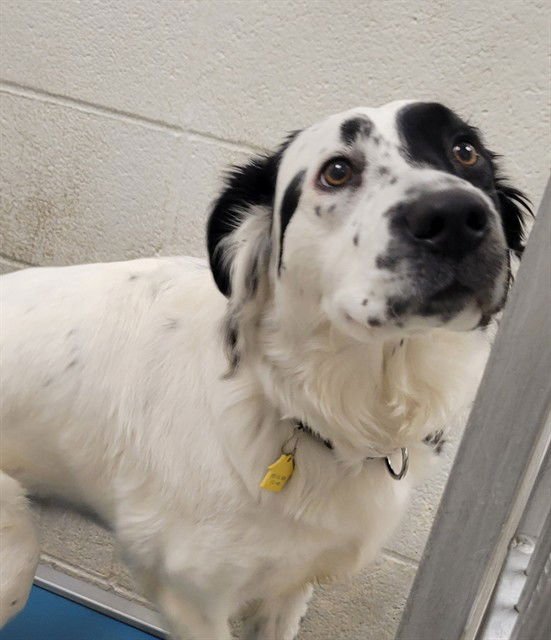 LUNA - Australian Shepherd / Great Pyrenees available for adoption
