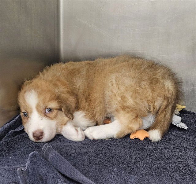 FLORENCE - Siberian Husky available for adoption