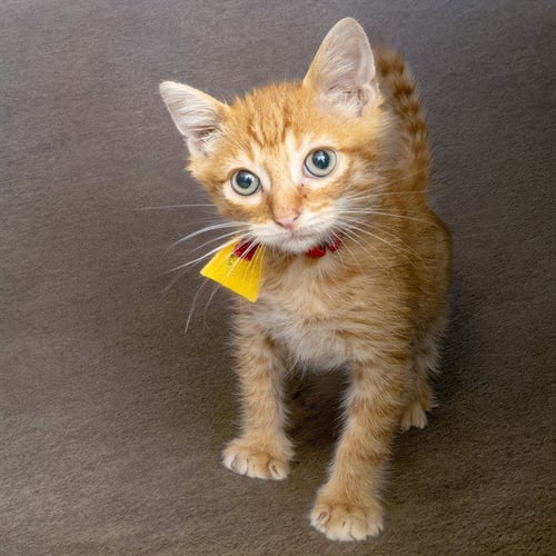 JAY - Domestic Short Hair available for adoption