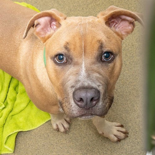 BO - Pit Bull Terrier available for adoption