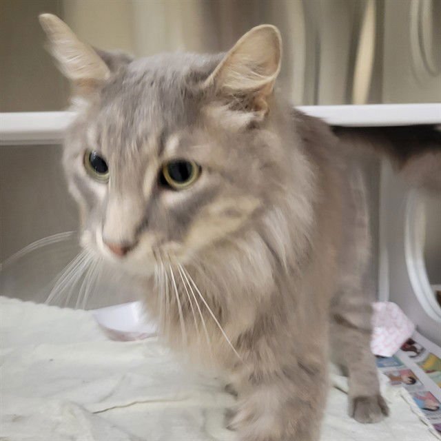 GHOST - Domestic Long Hair available for adoption