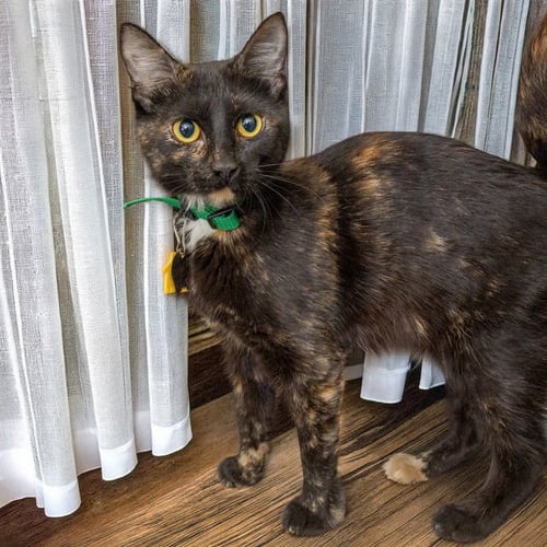 BELLA - Domestic Short Hair available for adoption